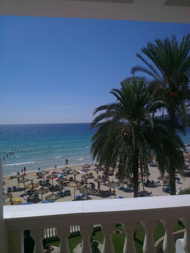 palm