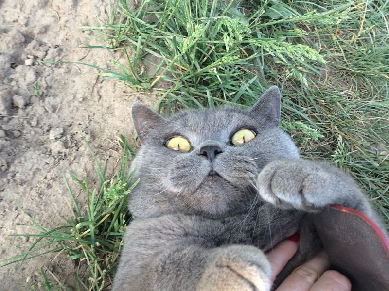 cat_may14